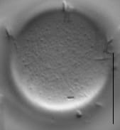 Melosira varians LM7