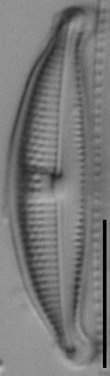 Halamphora bicapitata LM4