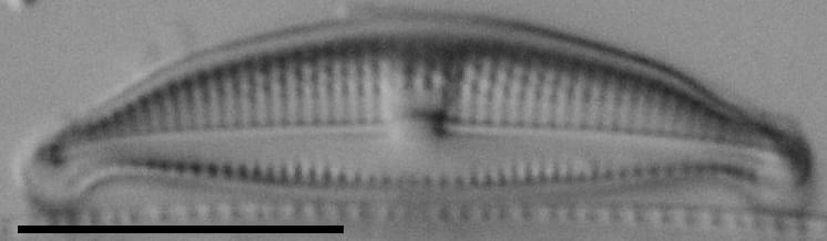 Halamphora bicapitata LM4