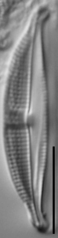 Halamphora bicapitata LM6