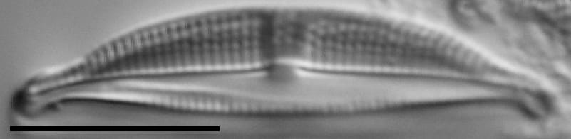 Halamphora bicapitata LM6