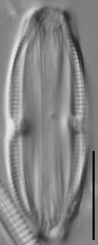 Halamphora bicapitata LM7