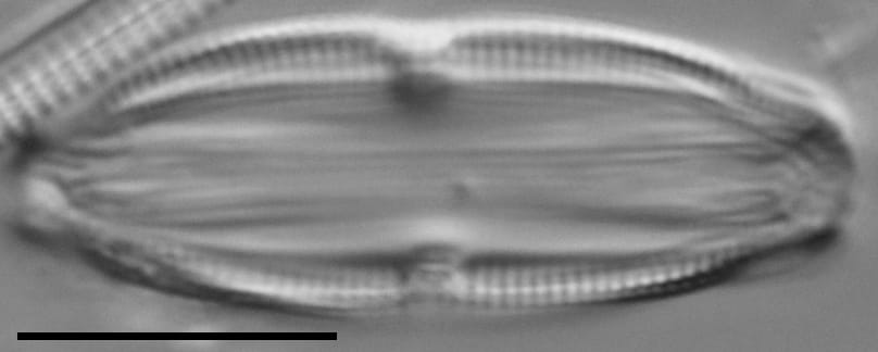 Halamphora bicapitata LM7