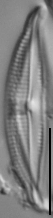 Halamphora bicapitata LM5