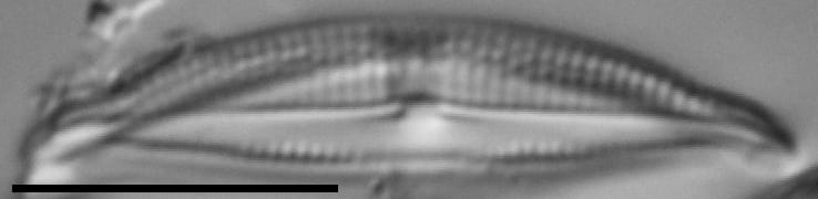 Halamphora bicapitata LM5