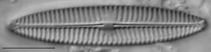 Navicula tripunctata LM2