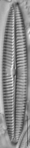 Navicula tripunctata LM3