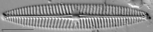 Navicula tripunctata LM8