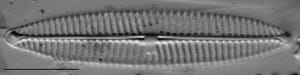 Navicula tripunctata LM12