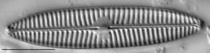 Navicula tripunctata LM14