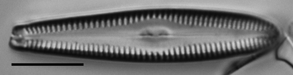 4 53920  Gchristenseni Holo