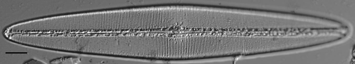 Craticula coloradensis LM5