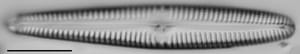 Gomphonema californicum LM2