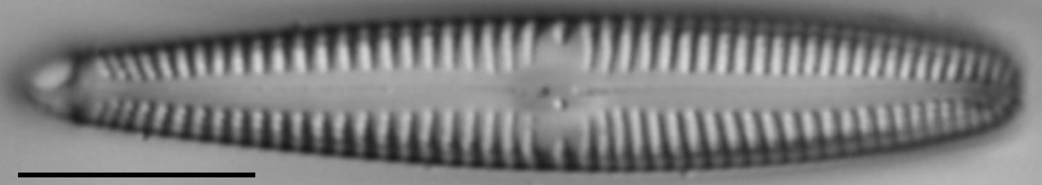 Gomphonema californicum LM4