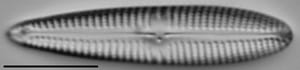 Gomphonema californicum LM6