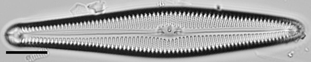 Gomphoneis oreophila LM4