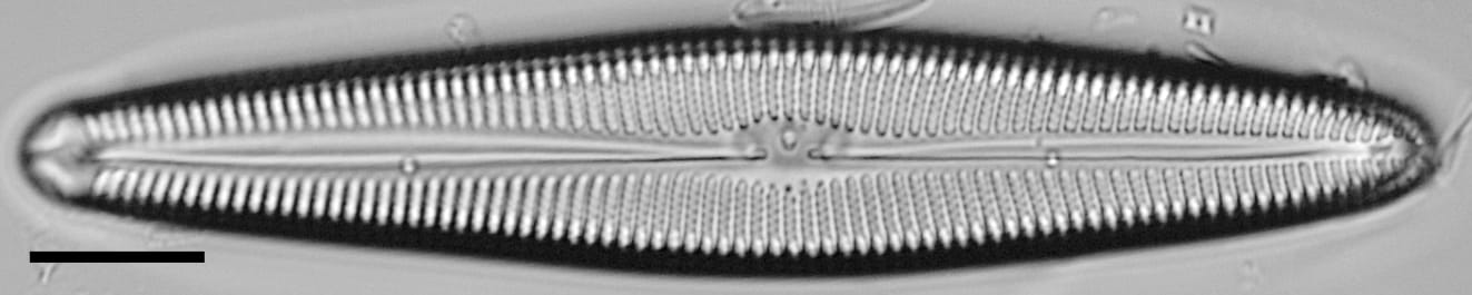 Gomphoneis oreophila LM6