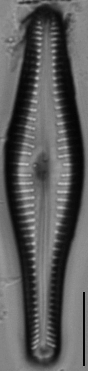 53754A 20161206 01  Typespecimen Cl