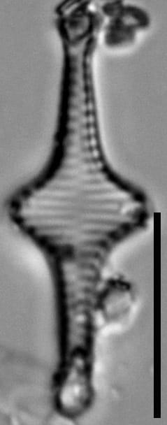 57578  Stauroneis Stevensonii Holotype 02