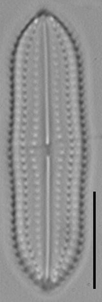 Biremis undulata LM4