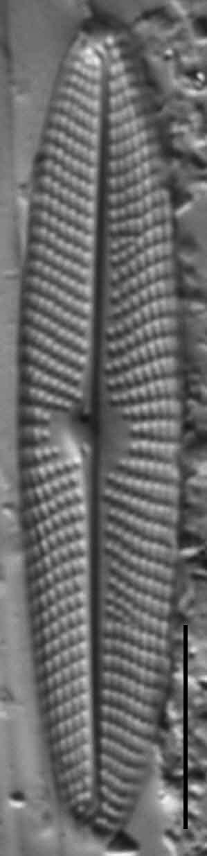 5  Navicula Escambia 103388B 17