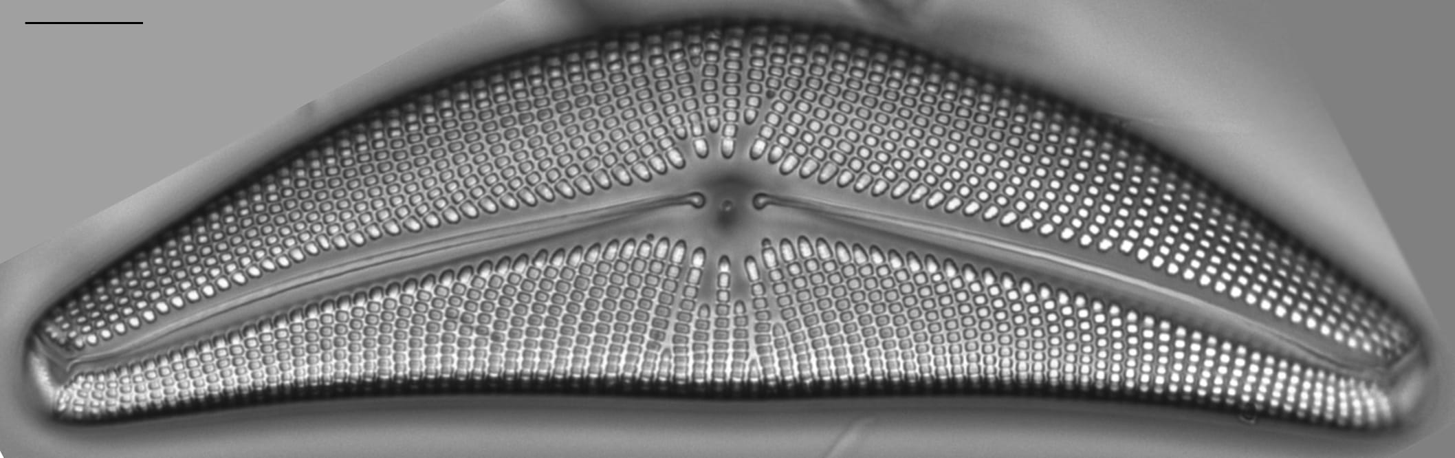 Cymbella mexicana LM6