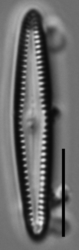 6G Insularum  Nrsa5372 120716