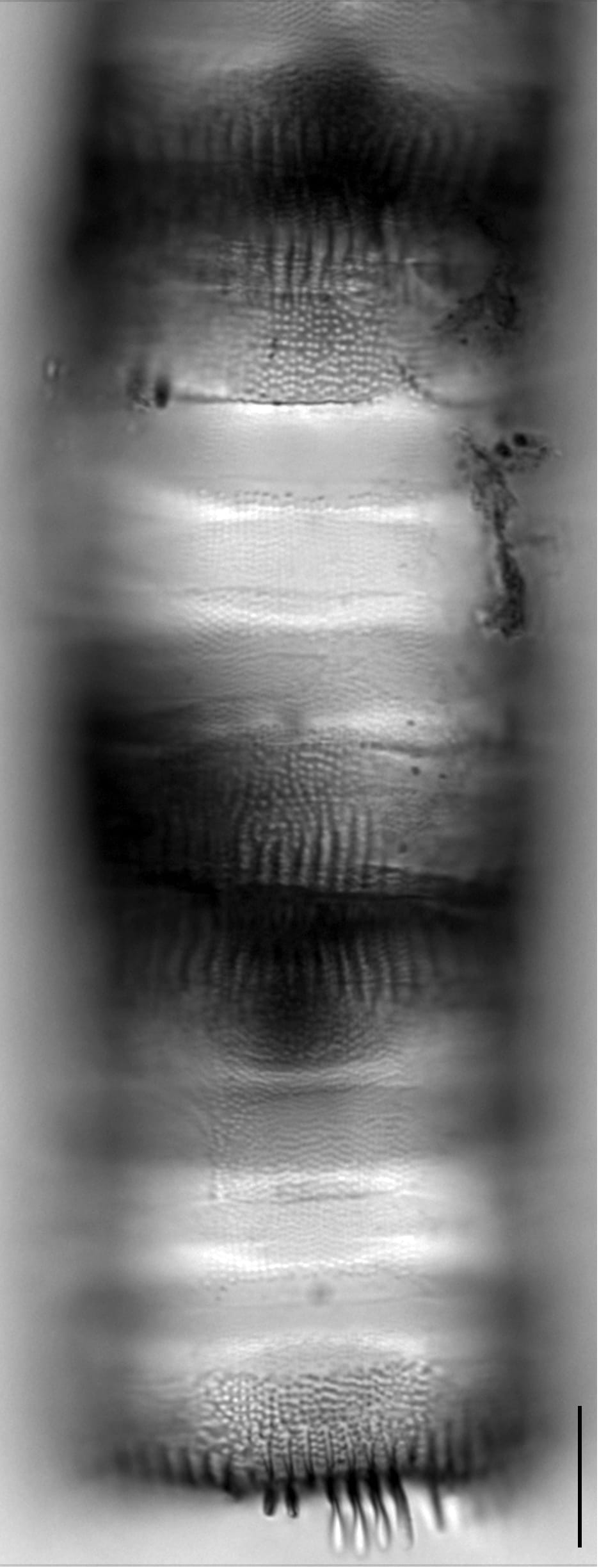 7 708 32 2  Ortho Roes 715 A