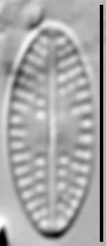 Eolimna sp.1 SESQA LM7