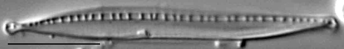 Nitzschia dissipata subsp. oligotraphenta LM7