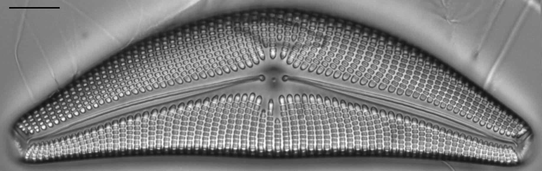 Cymbella mexicana LM7