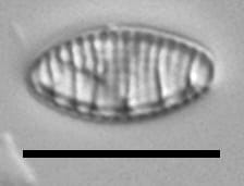 Nitzschia semirobusta LM5