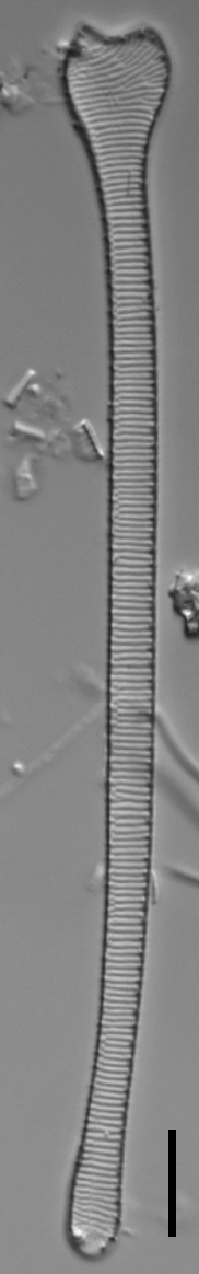 Actinella punctata LM5