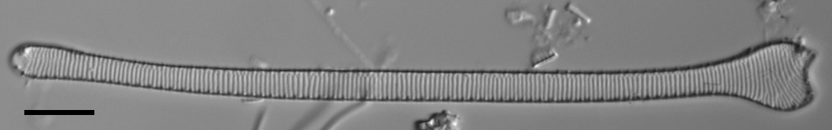 Actinella punctata LM5