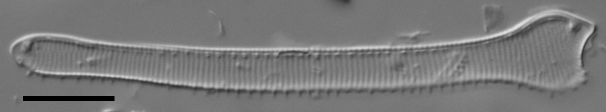 Actinella punctata LM1