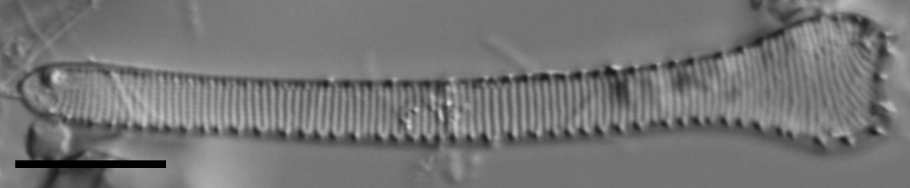 Actinella punctata LM4