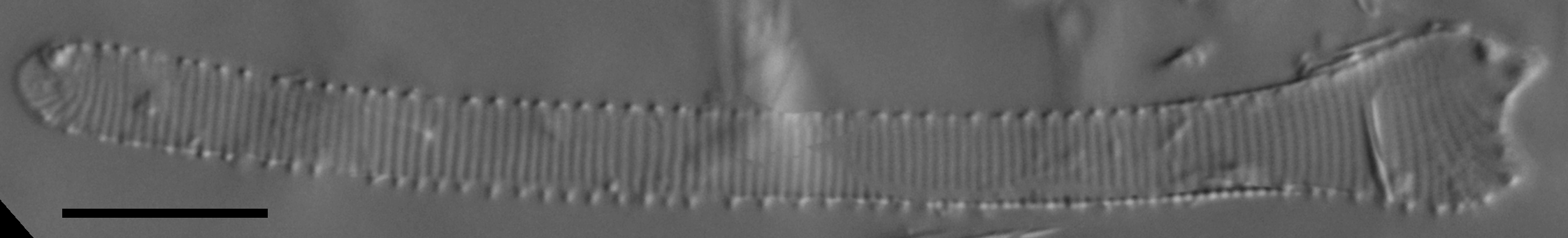 Actinella punctata LM2