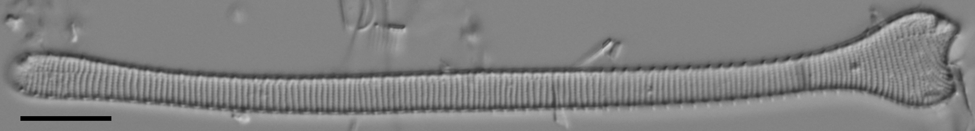 Actinella punctata LM6