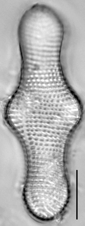 Achnanthes inflata LM1