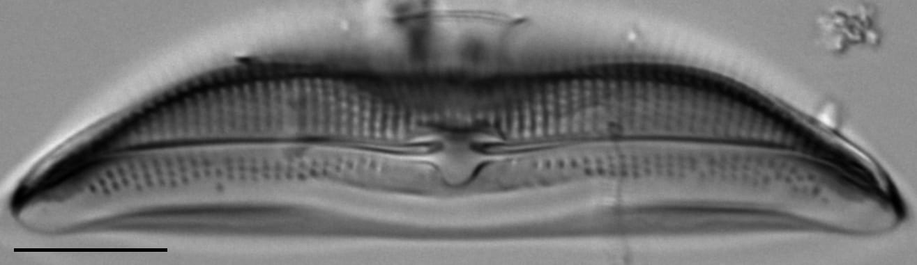 Amphora calumetica LM4