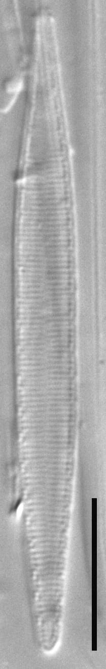 ANSP2646 Sdelic 1264 42 1