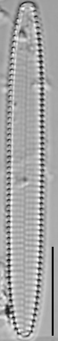 Pseudostaurosira americana LM7