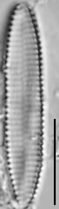 Pseudostaurosira americana LM2