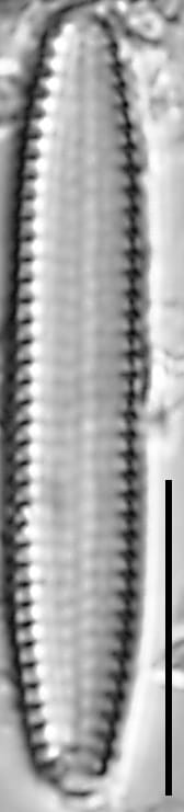 Pseudostaurosira americana LM3