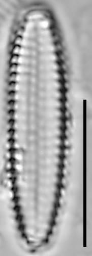 Pseudostaurosira americana LM4