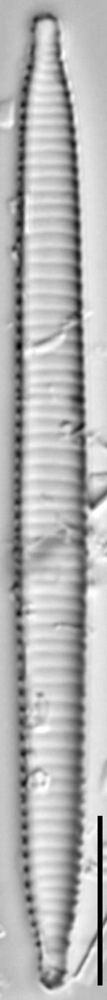 Ansp  Gc 54250  Fragilariforma Acidobiota  T1