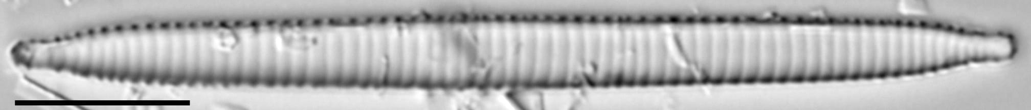 Ansp  Gc 54250  Fragilariforma Acidobiota  T1