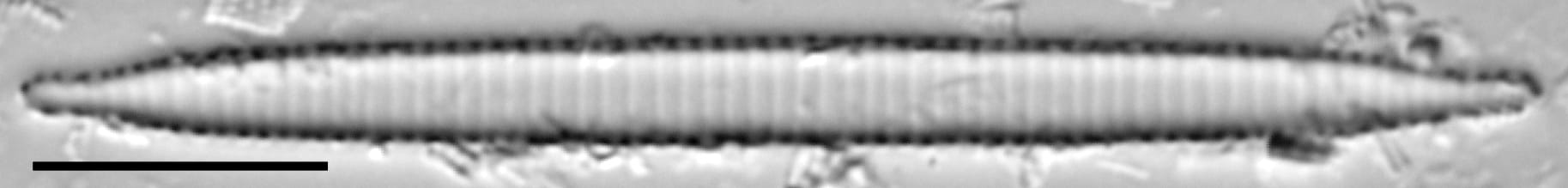 Ansp  Gc 54250  Fragilariforma Acidobiota  T3