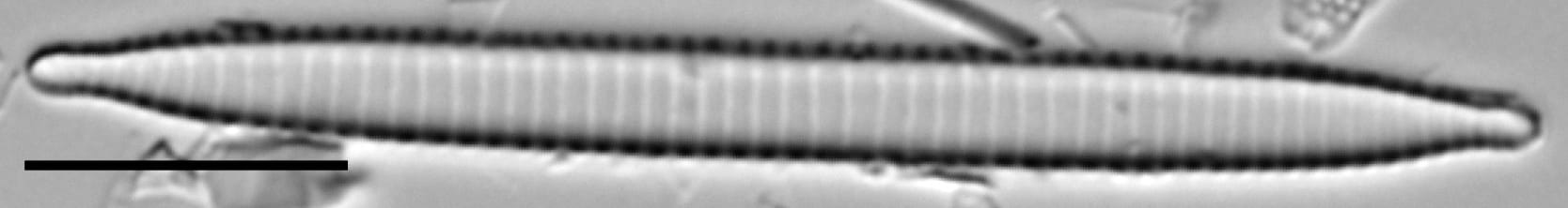 Ansp  Gc 54250  Fragilariforma Acidobiota  T4