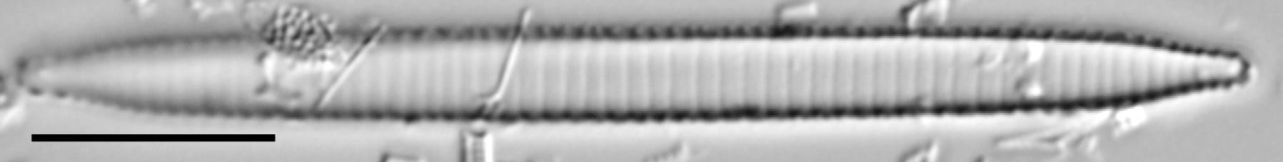 Ansp  Gc 54250  Fragilariforma Acidobiota  T6